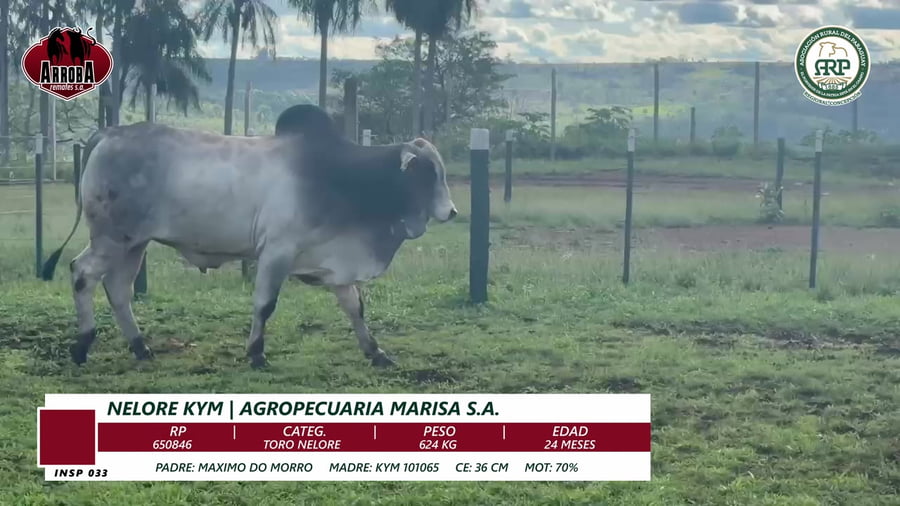 Lote TORO NELORE
