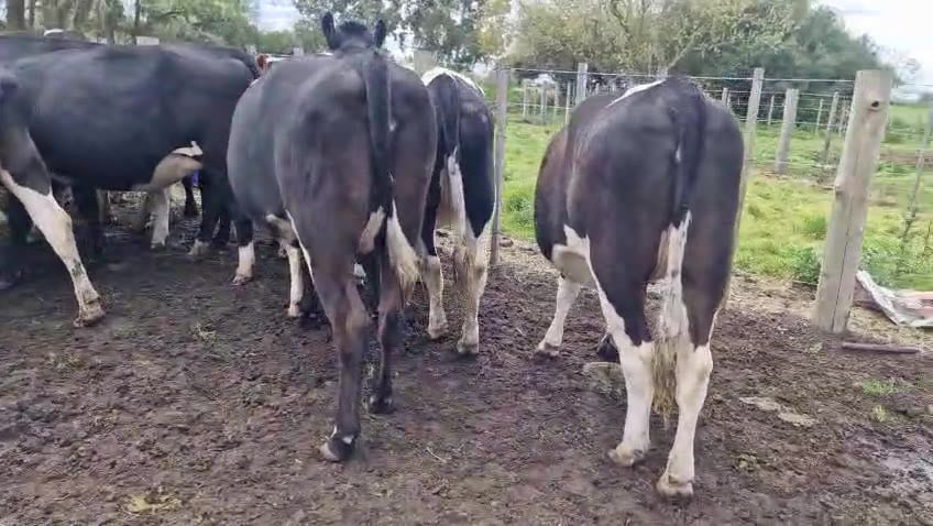 Lote 14 Vaquillonas  a remate en Pantalla Camy, San José