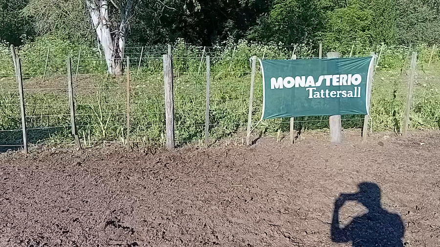 Lote 40 Terneros en Buenos Aires, Daireaux