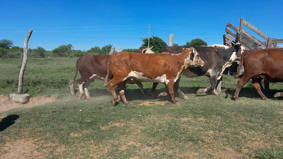 Lote 39 Vaca Consumo en Corrientes, Curuzú-Cuatiá