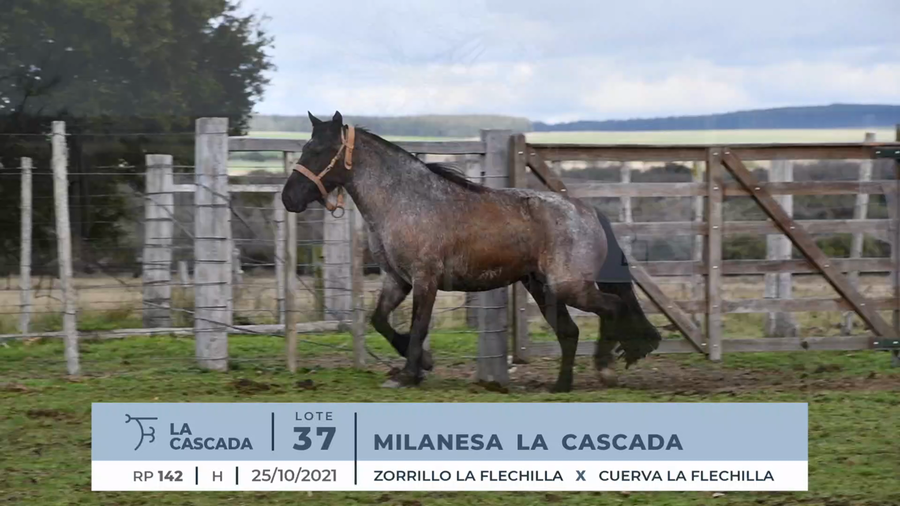 Lote MILANESA LA CASCADA
