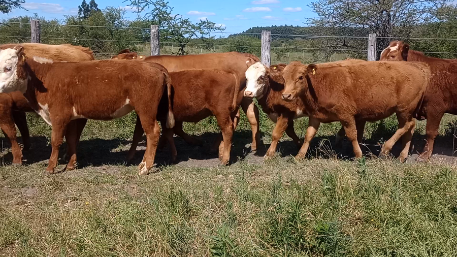 Lote 53 Terneros/as en Corrientes, Mocoretá