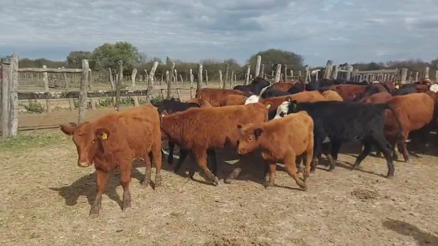 Lote 77 Terneras en Entre Ríos, Federal