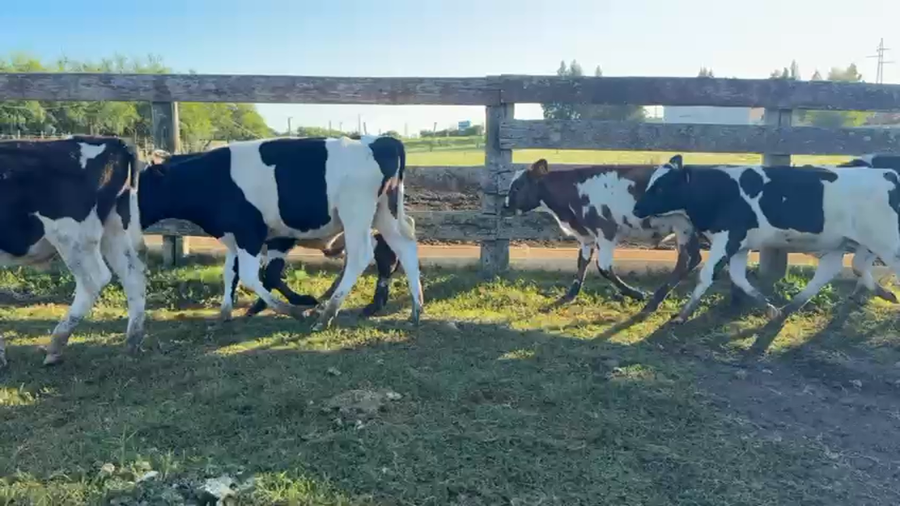 Lote TERNEROS