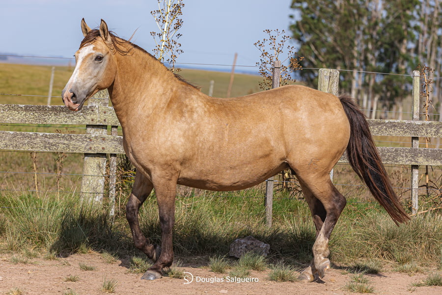 Lote MILONGA DE FRONTERA