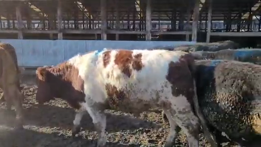 Lote 45 Novillo Gordo en Los Lagos, XIV Región Los Ríos