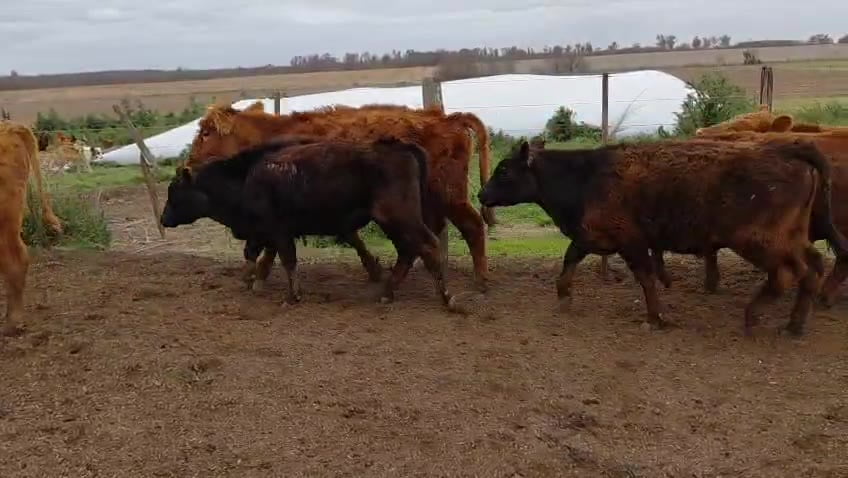 Lote Machos- Arrecifes Bs As