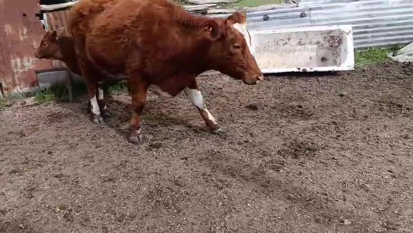 Lote 2 Piezas de cría a remate en Pantalla Camy, San José