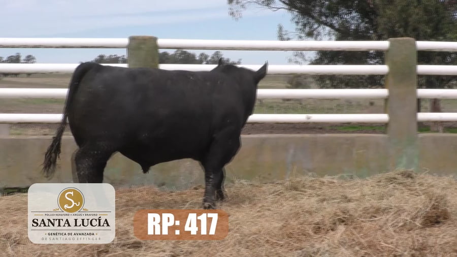 Lote Angus