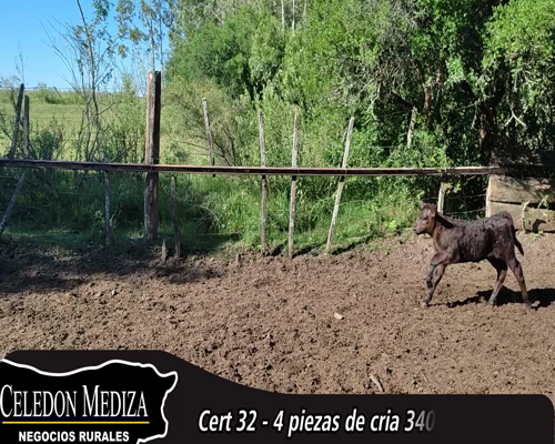 Lote (Vendido)4 Piezas de cría 1 LI,  1 RA X LI a remate en 14 remate por pantalla - Celedón 350kg - , Colonia