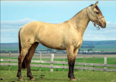 Lote TARDECITA 388 LA CASILLA