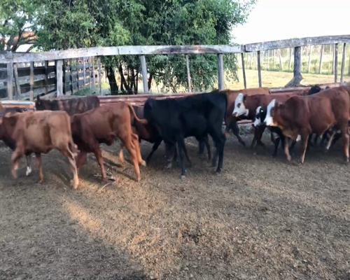 Lote 115 Terneros/as en Col. Pastoril, Formosa