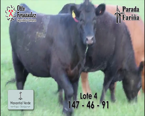 Lote LOTE 4- Vaquillonas Angus PI preñadas