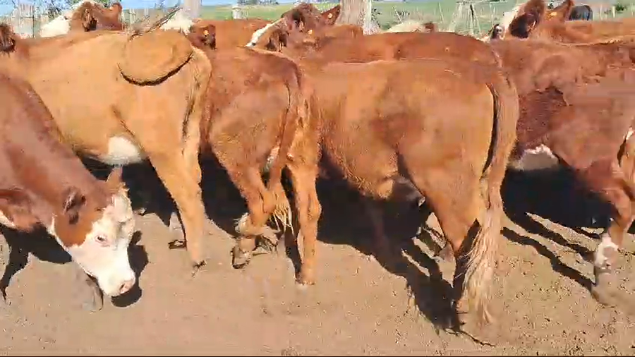 Lote 22 vaquillonas angus y cruzas hereford