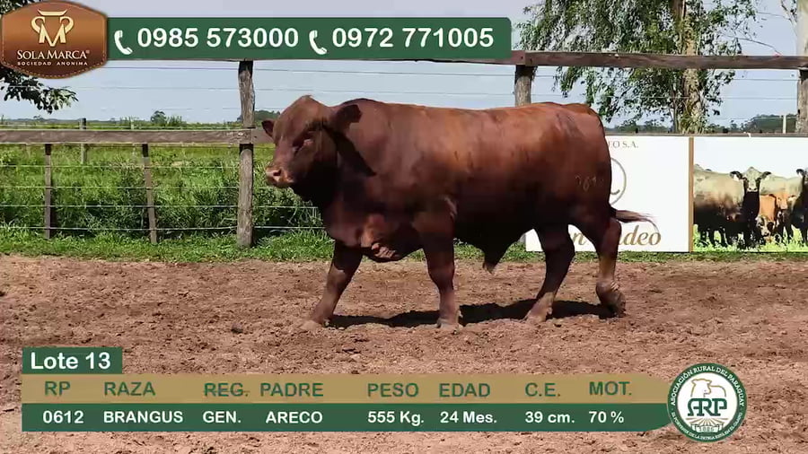 Lote Toros BRANGUS a remate en 34º Feria especial de reproductores e invernada, Ñeembucú