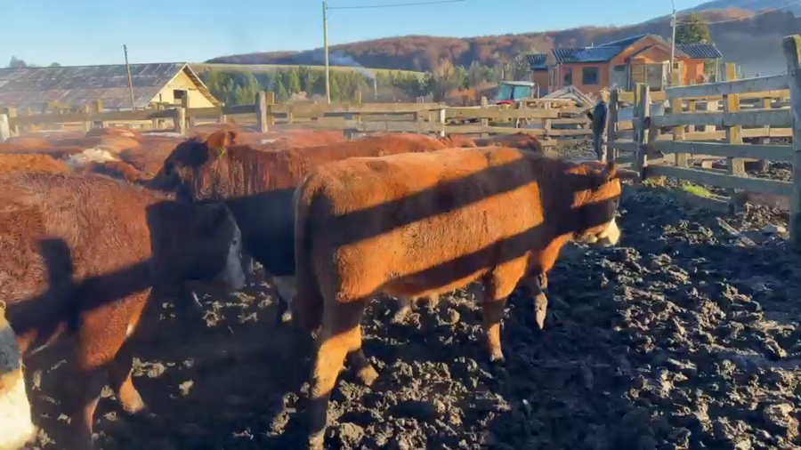 Lote 50 Novillo Engorda en Coyhaique, XI Región Aysén