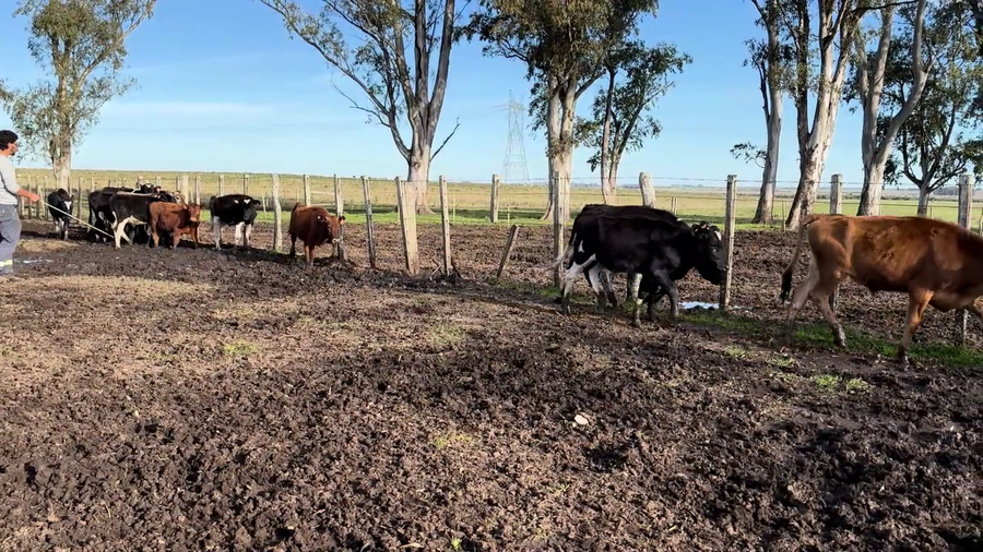Lote TERNEROS HOLANDO