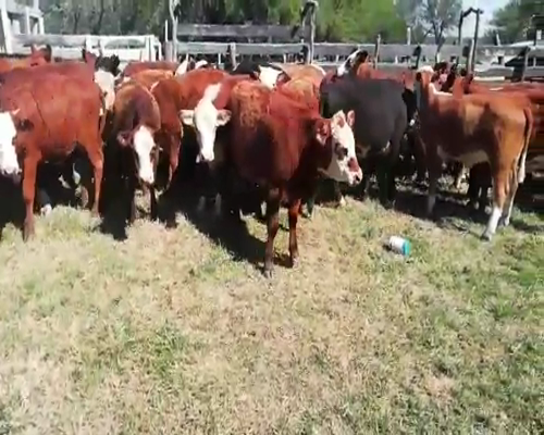 Lote 70 Terneros/as en Villaguay, Entre Ríos