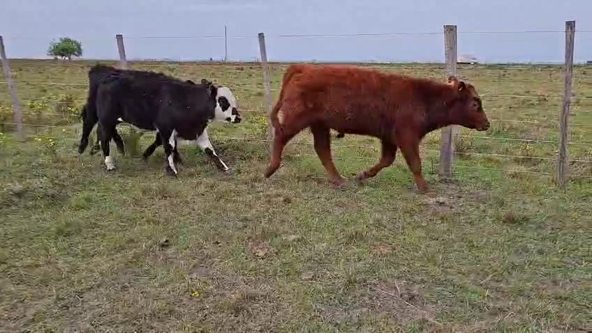 Lote TERNEROS/AS