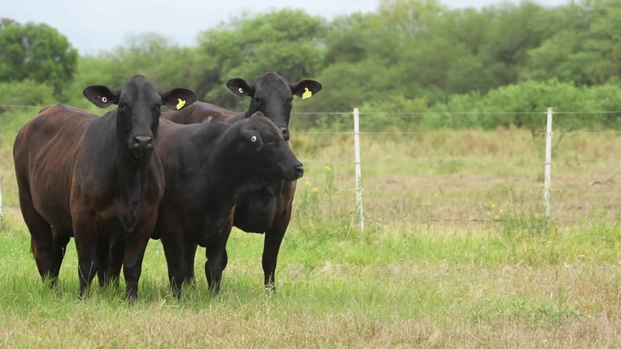 Lote Vaquillona con servicio