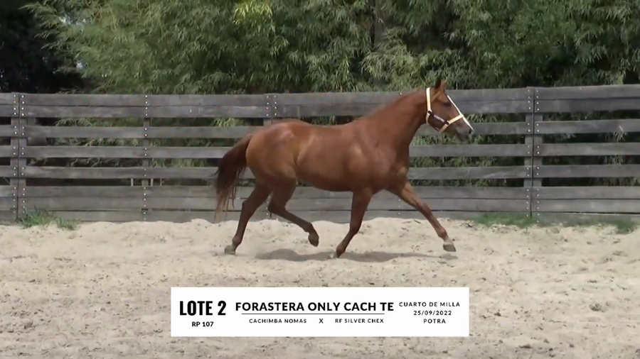 Lote FORASTERA ONLY CACH TE