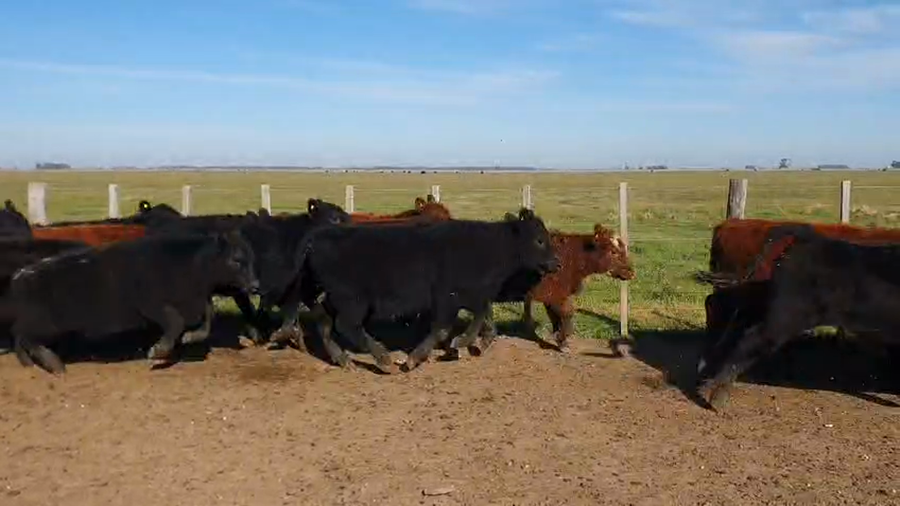 Lote 44 Terneros/as en Olavarria