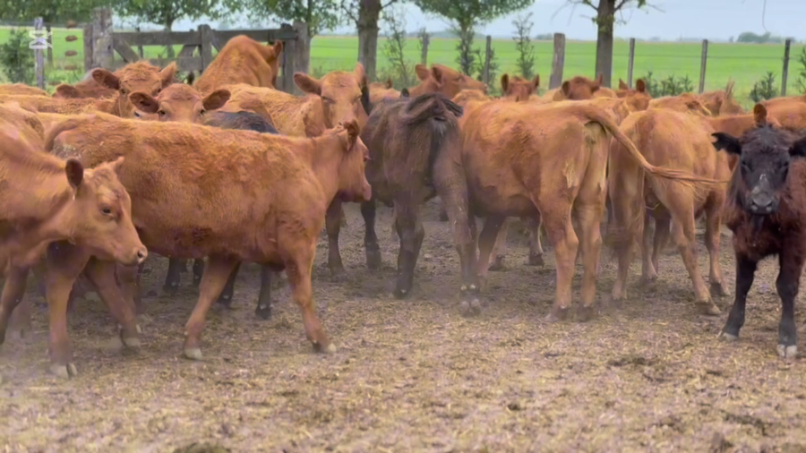 Lote 40 Terneras