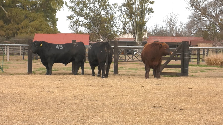 Lote TOROS ANGUS PUROS CONTROLADOS