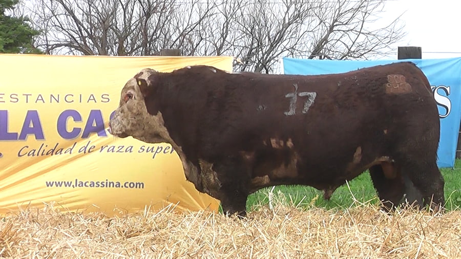 Lote TOROS P. HEREFORD PR