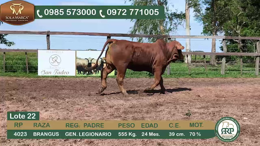 Lote Toros BRANGUS a remate en 34º Feria especial de reproductores e invernada, Ñeembucú