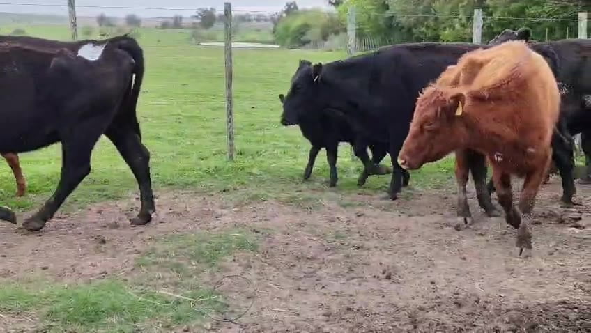 Lote 24 Piezas de cría a remate en Pantalla Camy, San José