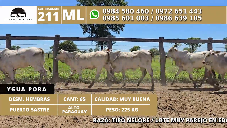 Lote 65 Desmamantes hembras a remate en 1ra Feria Especial Monte del Chaco 225kg -  en Carmelo Peralta los de Norica  Puerto Sastre los de Ygua Pora