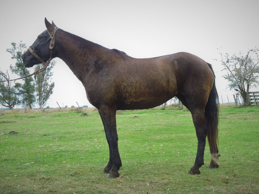 Lote PUNTERA EL TACUARAL - R.P. 311