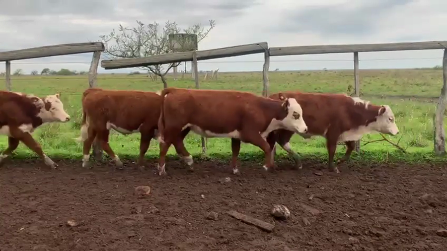 Lote 65 Terneros/as en Corrientes, Mercedes