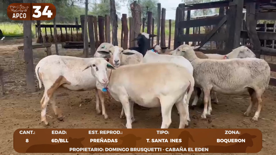 Lote LOTE 34 -POR PANTALLA