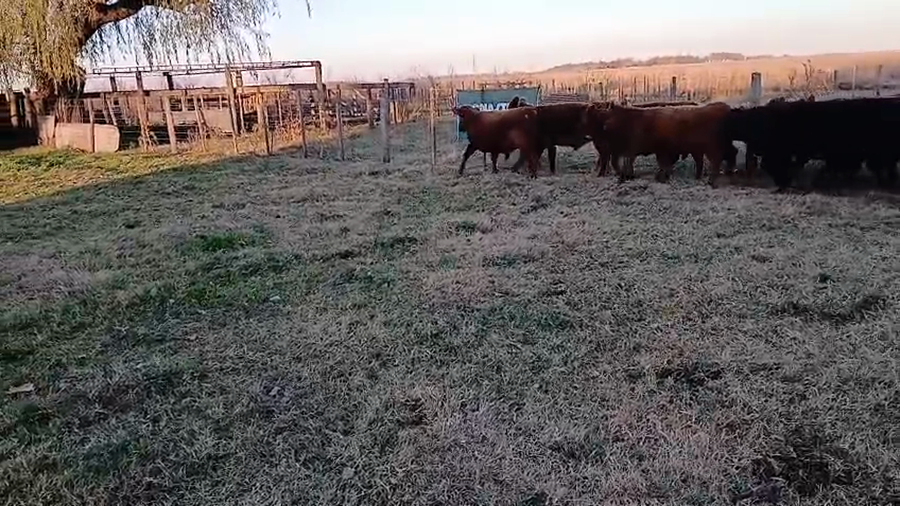 Lote 26 Terneros en Buenos Aires, Daireaux