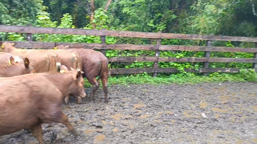 Lote 50 Vaquilla Engorda en Futrono, XIV  Región Los Ríos