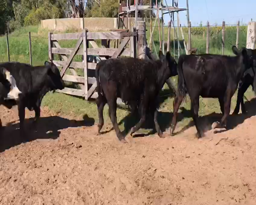 Lote 20 Terneros/as Angus Negro y Caretas