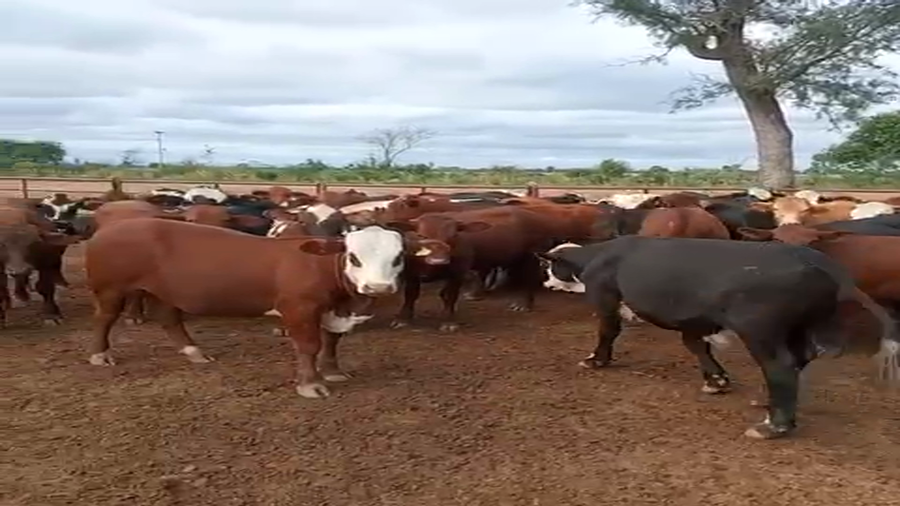 Lote 55 Novillitos en Villa R. Bermejito, Chaco