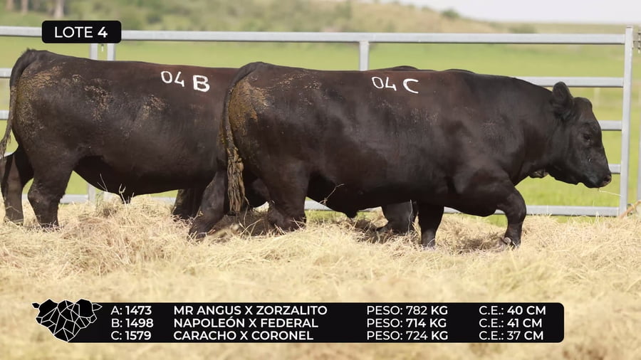 Lote Lote 4