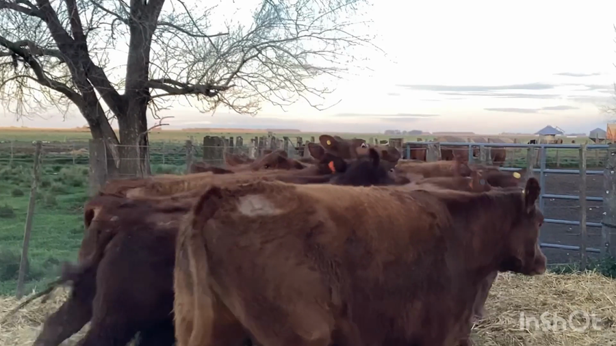 Lote VAQ PC preñadas