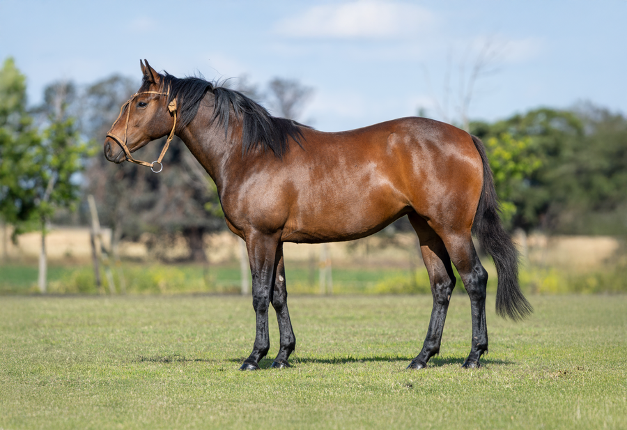 Lote DON ERCOLE FALACIA