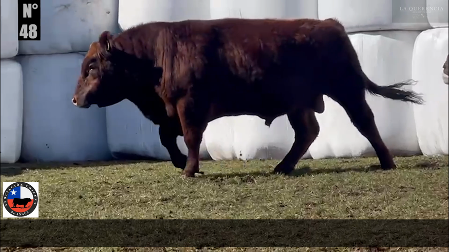 Lote 1 Toro