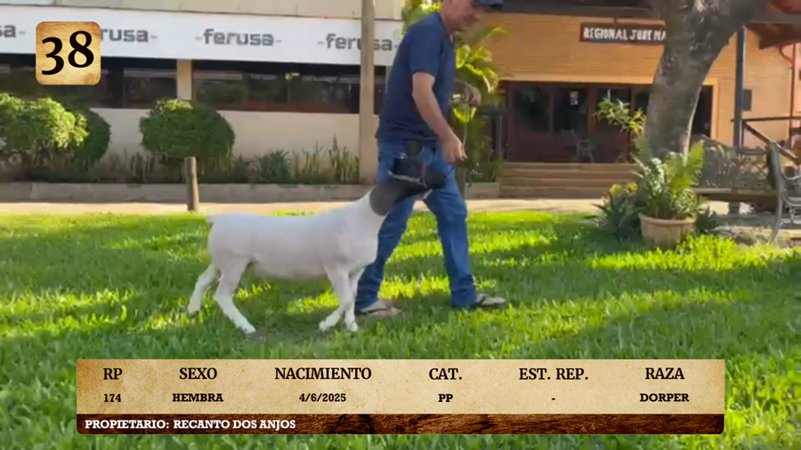 Lote LOTE 38