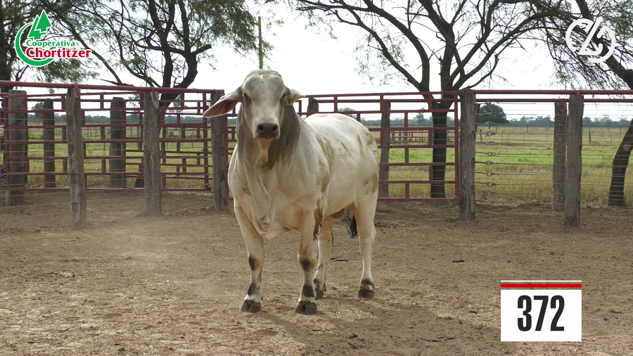Lote Brahman