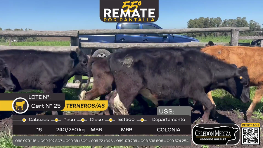 Lote 18 Terneros y Terneras en San Pedro, Colonia