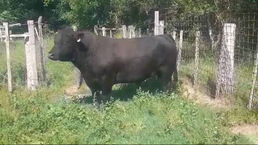 Lote Toros PI / PO / PC ANGUS a remate en #50 Pantalla Carmelo 870kg - , Colonia