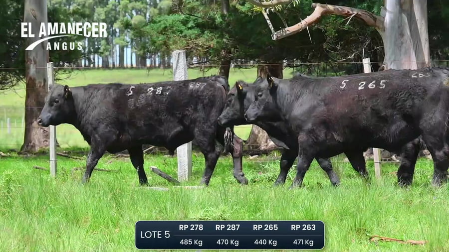 Lote Toros PI