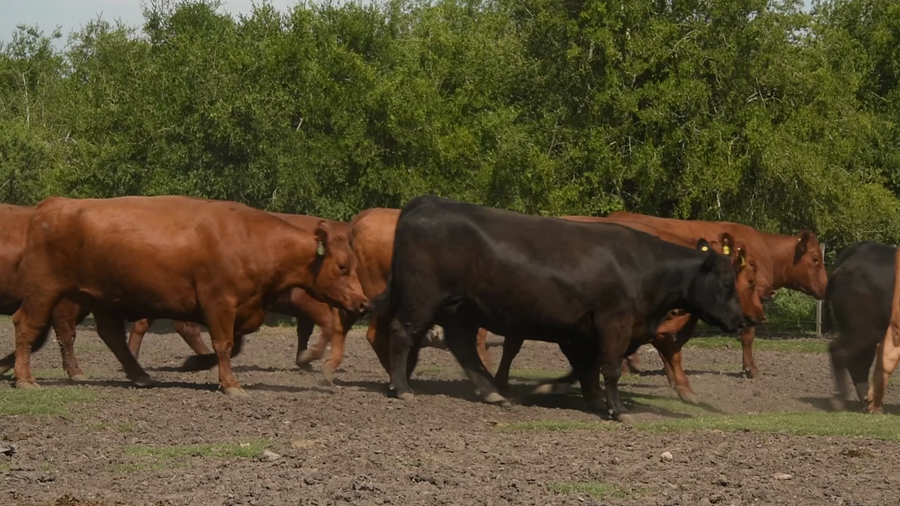 Lote 32 Vaca Exportacion