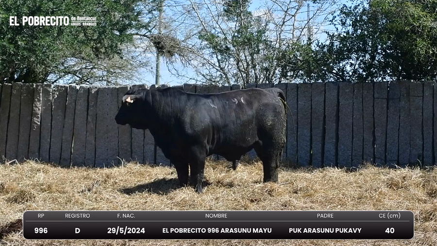 Lote Toros Brangus